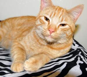 Photo of Rifle Animal Shelter resident Leon the Cat.