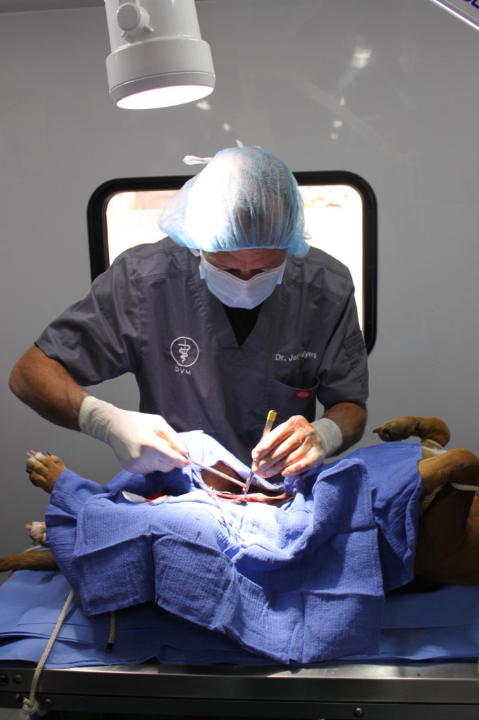 Dr. Jeff Myers, professor of veterinary technology at Colorado Mountain College, stood for 12 hours straight behind the surgery table performing spay and neuter operations inside the Navajo Nation’s Veterinary Mobile Unit.